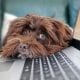 Working from home with companions | Aquarium Software
